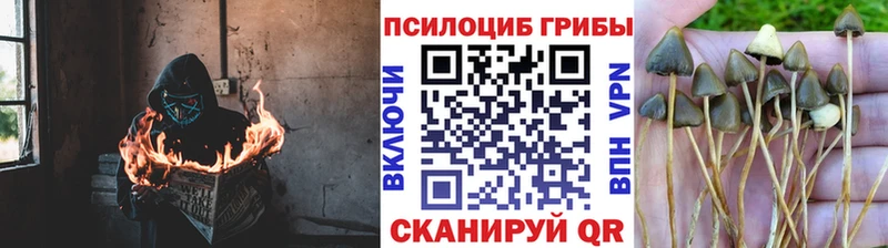 OMG ONION  Протвино  Галлюциногенные грибы мухоморы 